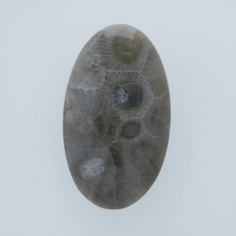 36x21mm Petoskey Stone Fossil